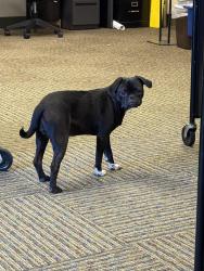 Found/Stray Female Dog last seen McCoy Park, Independence, MO 64050