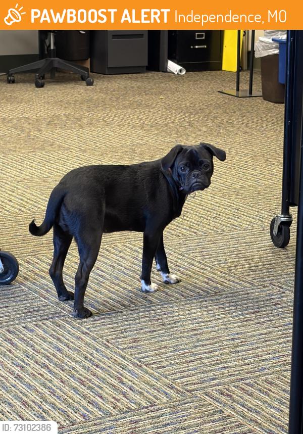 Found/Stray Female Dog last seen McCoy Park, Independence, MO 64050