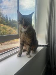 Found/Stray Female Cat last seen N 11th St and Caleb st, Aumsville, OR 97325