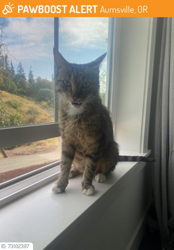 Found/Stray Female Cat last seen N 11th St and Caleb st, Aumsville, OR 97325