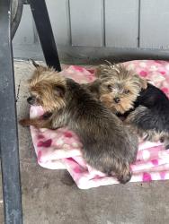 Reunited Female Dog last seen Balzar Ave and Micheal way, Las Vegas, NV 89108