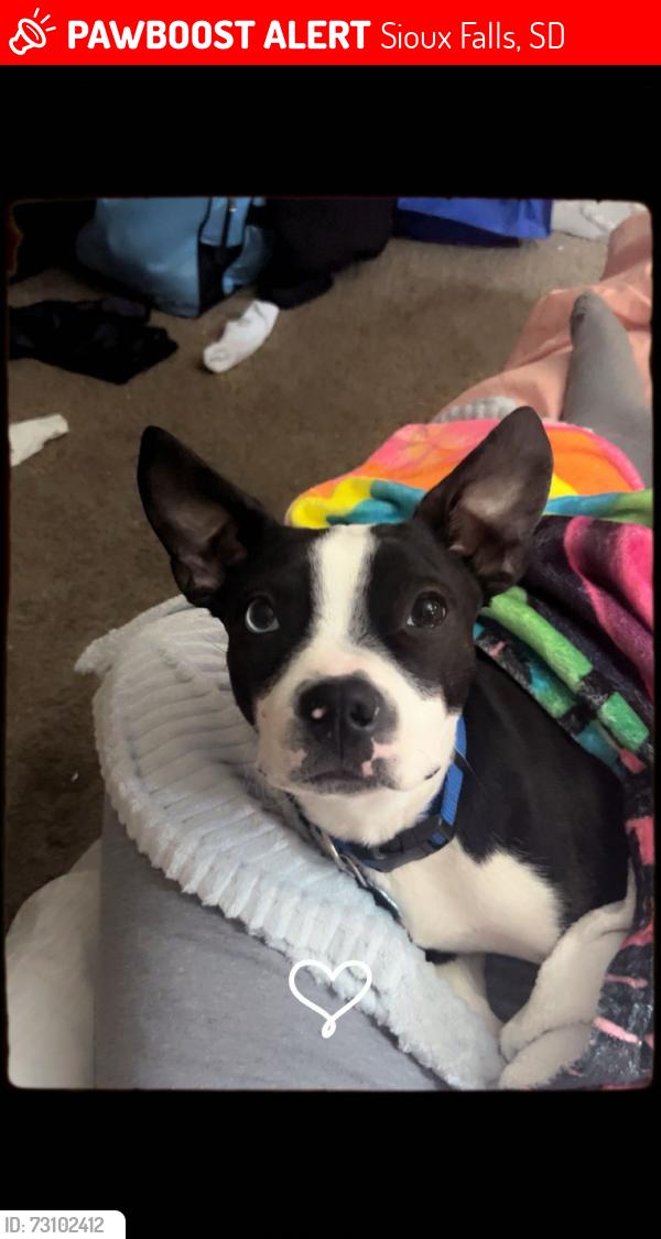 Lost Male Dog last seen Timbercreek apmts, Sioux Falls, SD 57103
