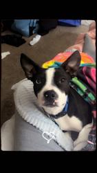 Lost Male Dog last seen Timbercreek apmts, Sioux Falls, SD 57103