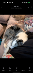 Reunited Male Dog last seen Clackamas town center, Happy Valley, OR 97086