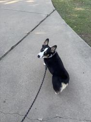 Lost Male Dog last seen Seagoville High School, Dallas, TX 75253