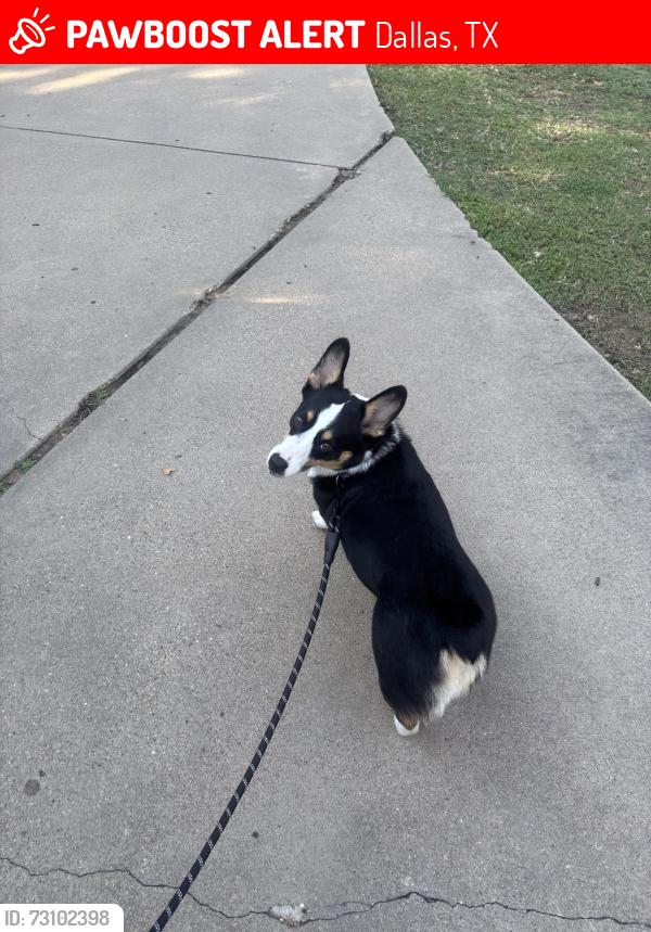 Lost Male Dog last seen Seagoville High School, Dallas, TX 75253
