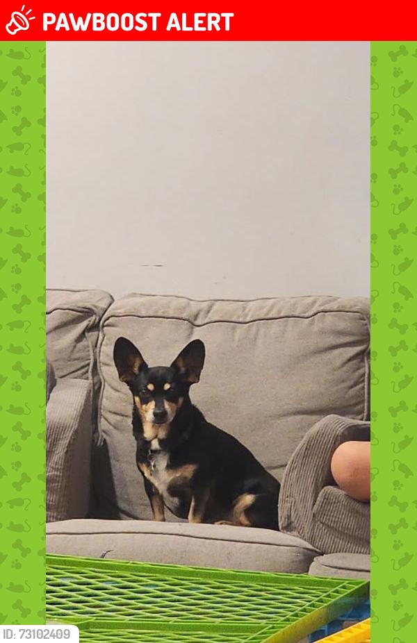 Lost Male Dog last seen Sullivan and Northstar, Twentynine Palms, CA 92277