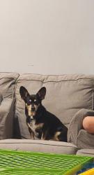 Lost Male Dog last seen Sullivan and Northstar, Twentynine Palms, CA 92277
