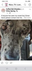 Lost Male Dog last seen CHINA spring, China Spring, TX 76633