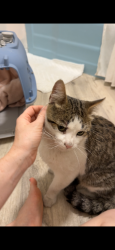 Reunited Male Cat last seen Winona and Hollywood way, Burbank, CA 91505