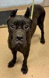 Shelter Stray Female Dog last seen , 30294, GA, 3280 Chamblee Dunwoody Rd, Chamblee, GA 30341, USA