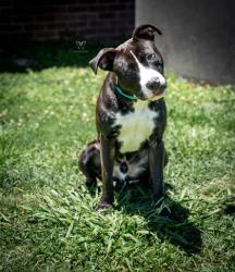 Shelter Stray Male Dog last seen Stevenson road, New Bern,, 1639 Old Airport Rd, New Bern, NC 28562, USA