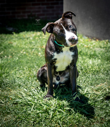 Shelter Stray Male Dog last seen Stevenson road, New Bern,, 1639 Old Airport Rd, New Bern, NC 28562, USA