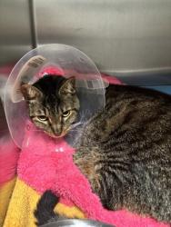 Shelter Stray Female Cat last seen Near E Whitestone Blvd, City of Cedar Park, TX, 1855 SE Inner Loop, Georgetown, TX 78626, USA