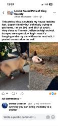 Found/Stray Unknown Cat last seen Thomas jefferseon, Auburn, WA 98001