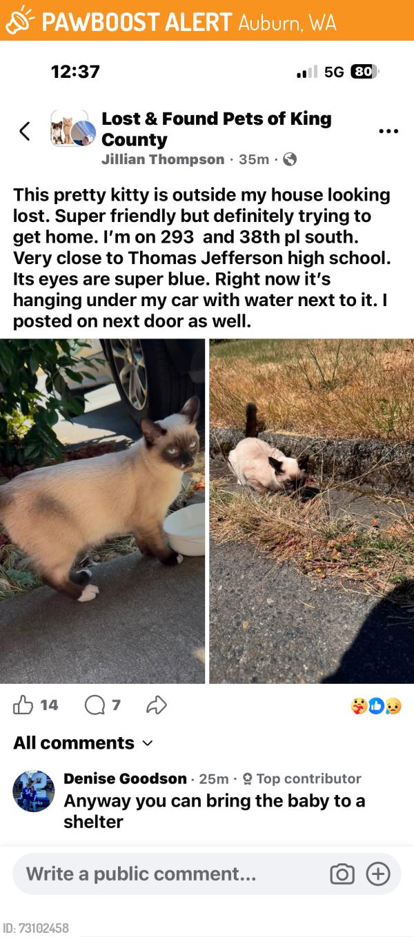 Found/Stray Unknown Cat last seen Thomas jefferseon, Auburn, WA 98001