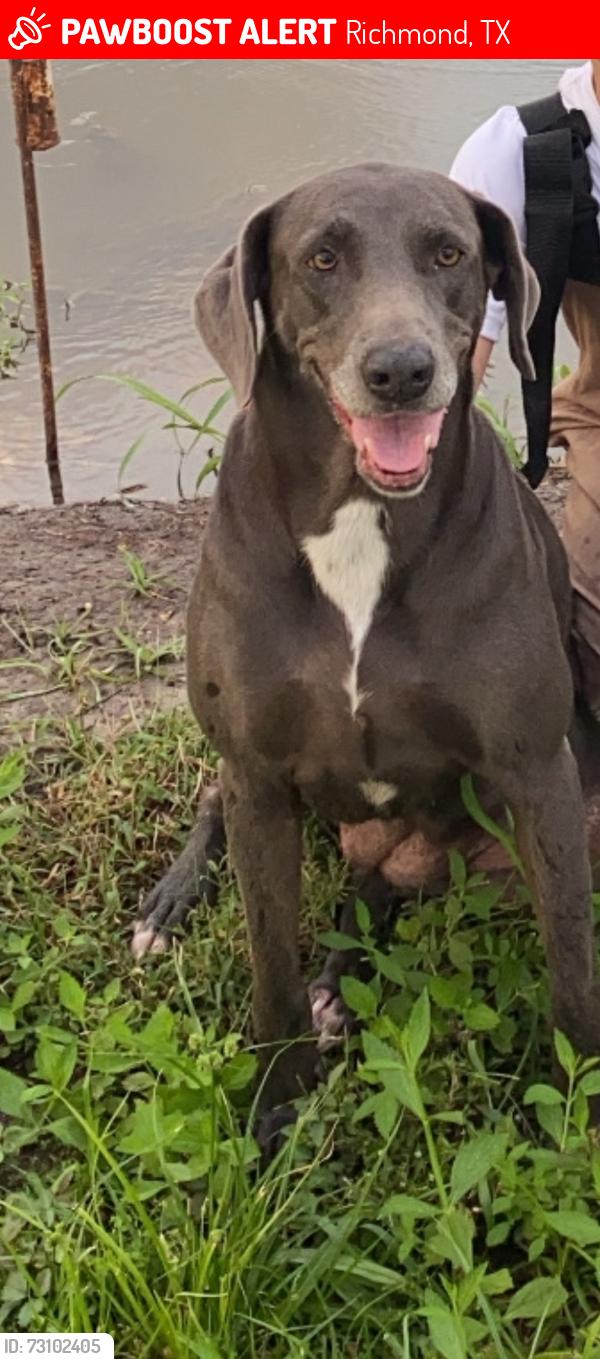 Lost Female Dog last seen kari and pleak, Richmond, TX 77469
