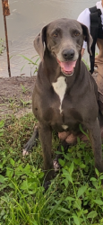 Lost Female Dog last seen kari and pleak, Richmond, TX 77469