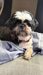 Found/Stray Female Dog last seen Lewis Road, San Jose, CA 95111