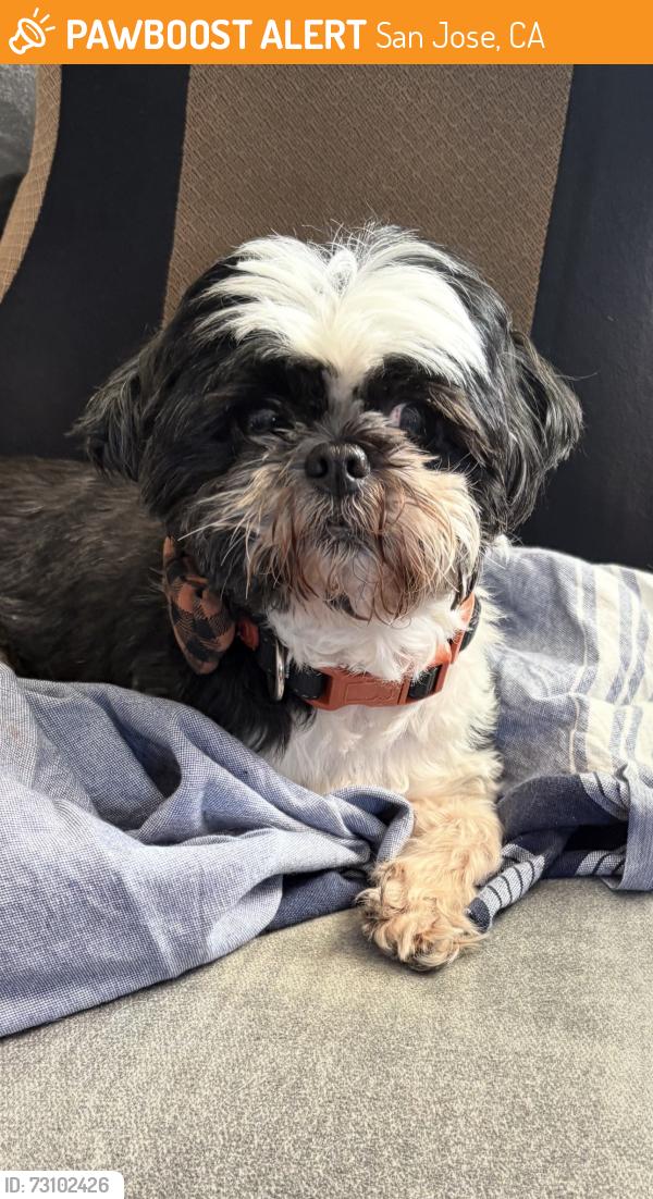 Found/Stray Female Dog last seen Lewis Road, San Jose, CA 95111