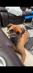 Reunited Male Dog last seen Near Wadsworth RD, Canutillo, TX 79835