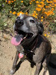 Lost Female Dog last seen Teremore tract, Temescal Valley, CA 92883