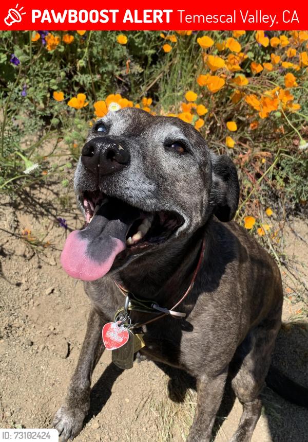 Lost Female Dog last seen Teremore tract, Temescal Valley, CA 92883