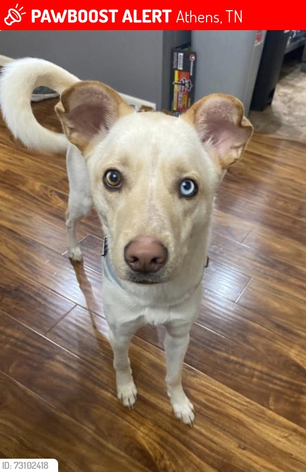 Lost Female Dog last seen Blue Moon RV Park, Athens, TN 37303