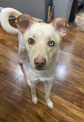 Lost Female Dog last seen Blue Moon RV Park, Athens, TN 37303