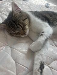 Reunited Male Cat last seen Dudley leisure centre, West Midlands, England DY1 2AS