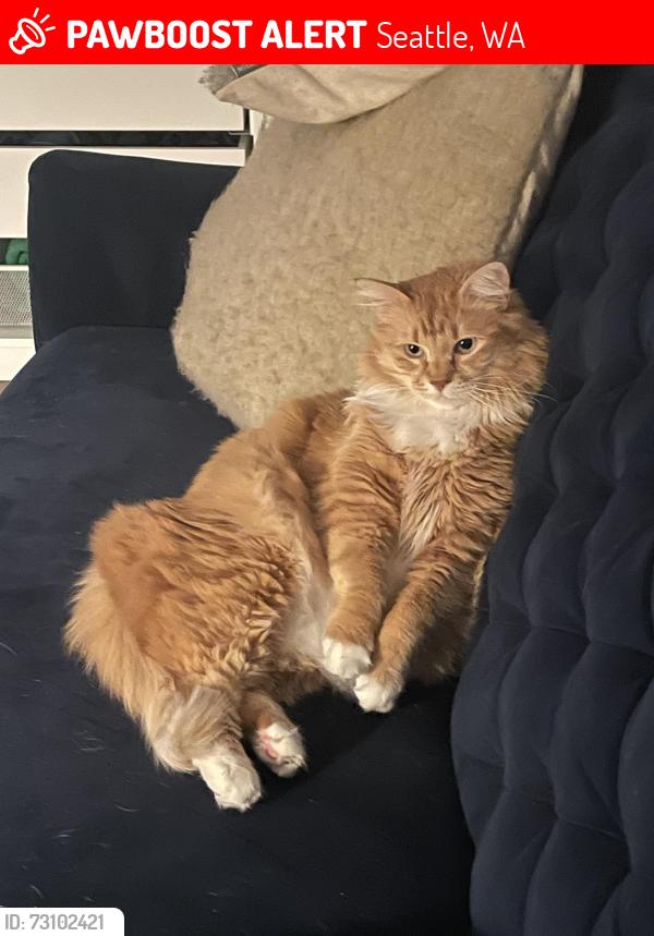 Lost Female Cat last seen Between 9th and 10th Ave W, Seattle, WA 98119