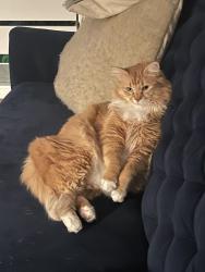Lost Female Cat last seen Between 9th and 10th Ave W, Seattle, WA 98119