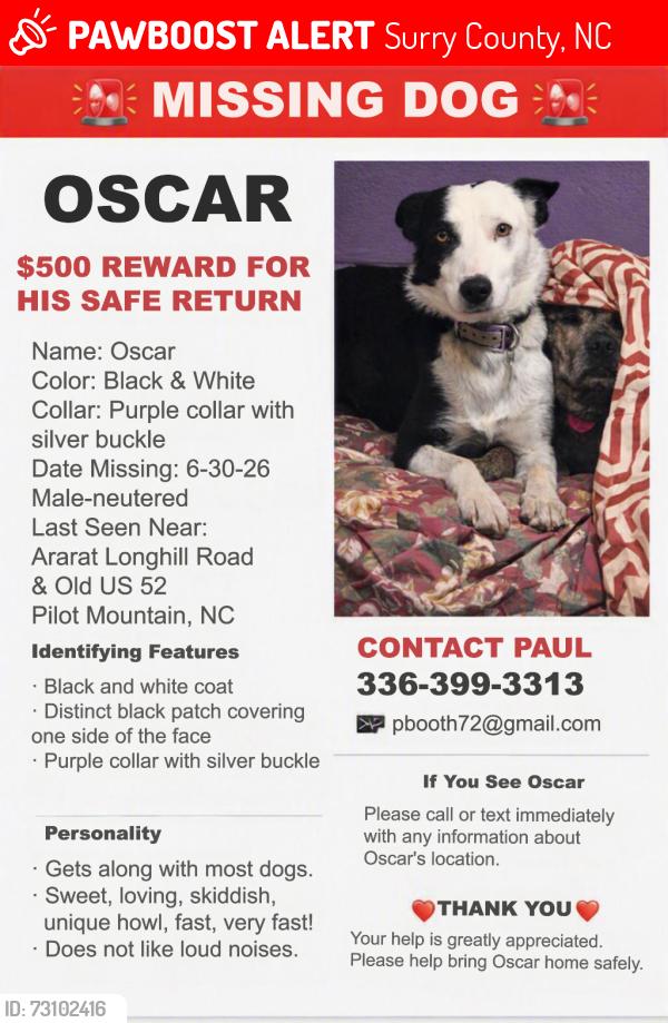 Lost Male Dog last seen Ararat Longhill, Surry County, NC 27030