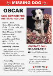 Lost Male Dog last seen Ararat Longhill, Surry County, NC 27030