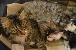 Lost Female Cat last seen Near Saddleback Rd, Edmonton, AB T6J 4M5