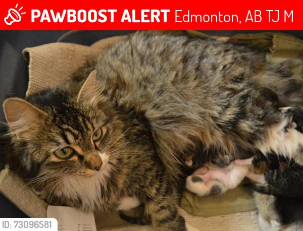 Lost Female Cat last seen Near Saddleback Rd, Edmonton, AB T6J 4M5