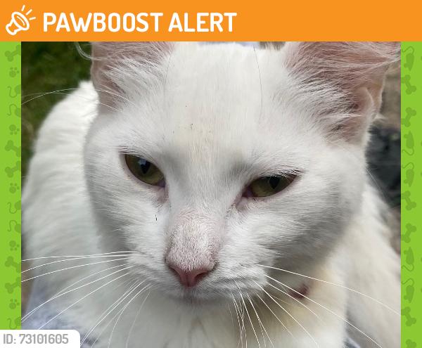 Found/Stray Female Cat last seen Whitehall Road/cycle path, Bristol City, England BS5