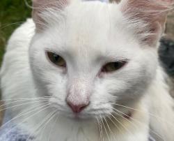 Found/Stray Female Cat last seen Whitehall Road/cycle path, Bristol City, England BS5