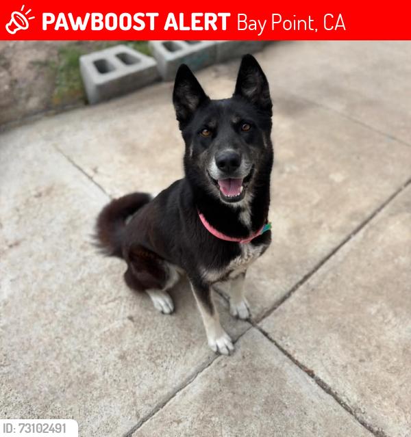 Lost Female Dog last seen Island View Dr baypoint, Bay Point, CA 94565
