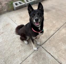 Lost Female Dog last seen Island View Dr baypoint, Bay Point, CA 94565