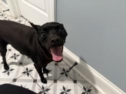 Found/Stray Male Dog last seen Mullins bend subdivision, Moores Mill, AL 35759