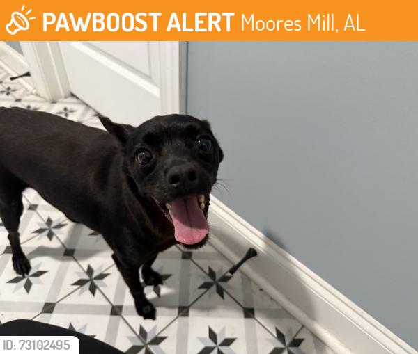 Found/Stray Male Dog last seen Mullins bend subdivision, Moores Mill, AL 35759