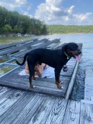 Lost Male Dog last seen Corner of Noah Stevenson and jock road, Bee Spring, KY 42207