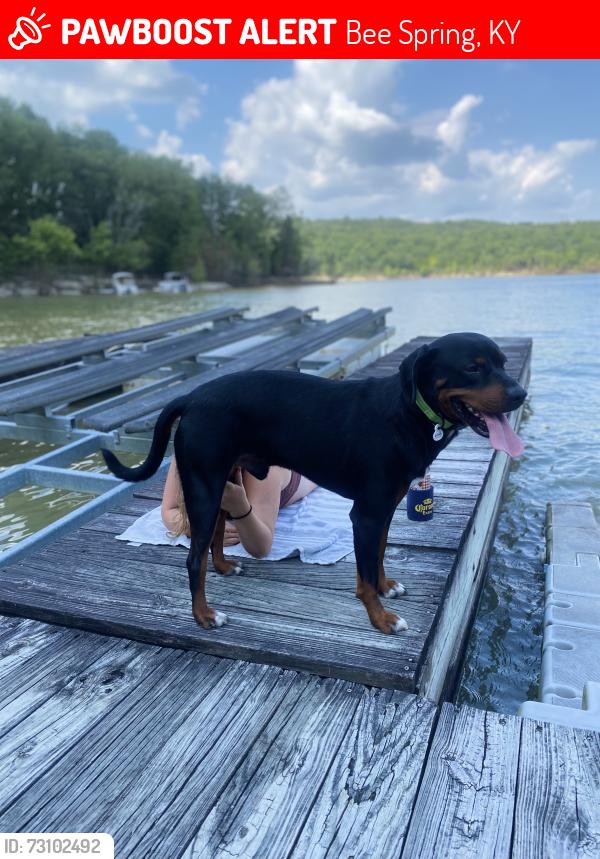 Lost Male Dog last seen Corner of Noah Stevenson and jock road, Bee Spring, KY 42207