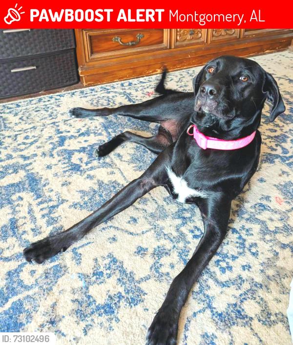 Lost Female Dog last seen Ray and Chatsworth Drive, Montgomery, AL 36109