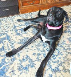 Lost Female Dog last seen Ray and Chatsworth Drive, Montgomery, AL 36109