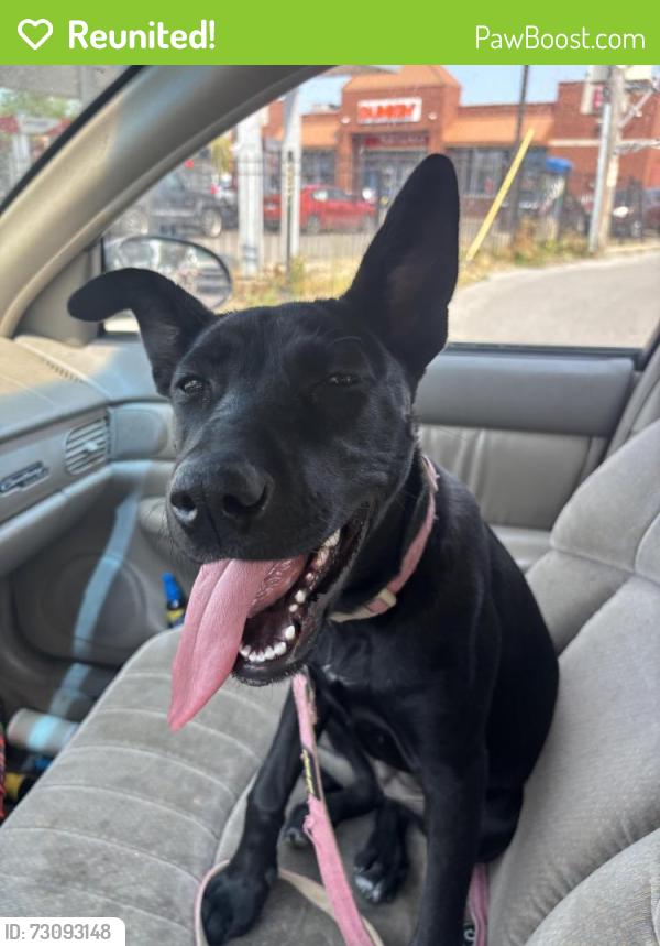Reunited Female Dog last seen Davlin ct and Milwaukee, Chicago, IL 60618