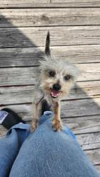 Reunited Female Dog last seen Near S 88th E Ave, Tulsa, OK 74145, USA, Tulsa, OK 74145
