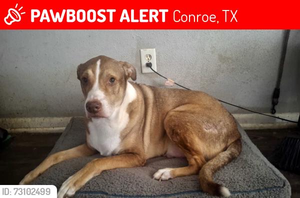 Lost Male Dog last seen Mill ave and clinton, Conroe, TX 77301