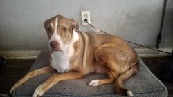 Lost Male Dog last seen Mill ave and clinton, Conroe, TX 77301